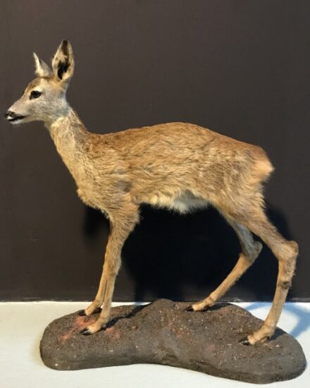 fm-320-recently-made-taxidermy-fawn-1336652-en-max