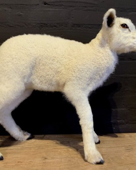 fm-352-recently-made-taxidermy-lamb-1434972-en-max