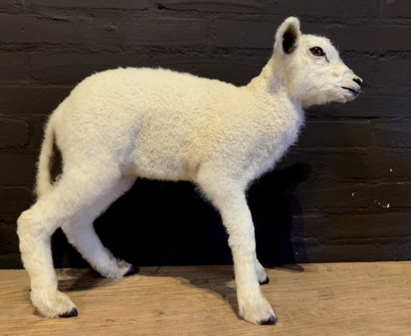 Kürzlich hergestelltes Präparierter Lamm