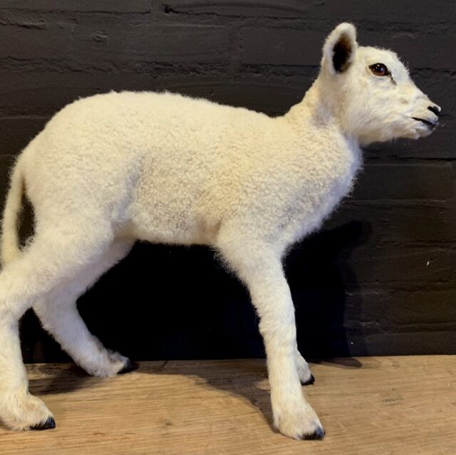 fm-352-recently-made-taxidermy-lamb-1434972-en-max