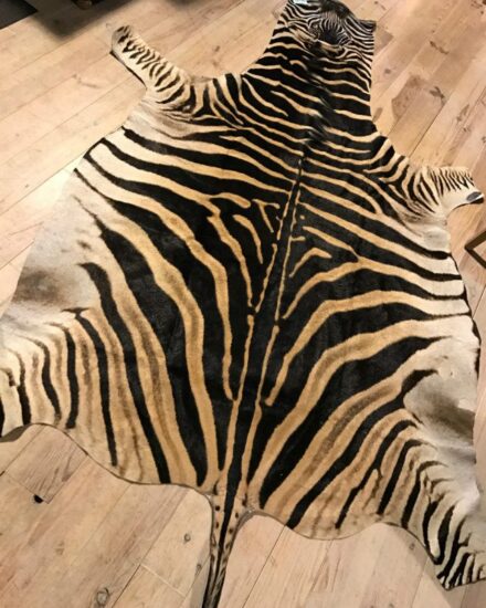 freshly-tanned-zebra-skins-629981-en-max-rotated