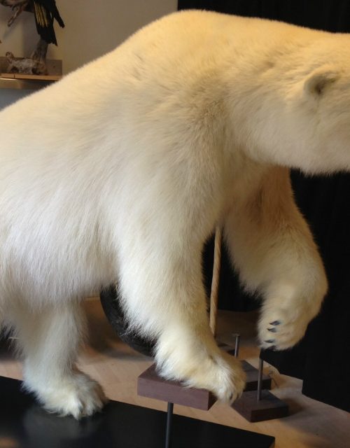 Full mount polar bear.