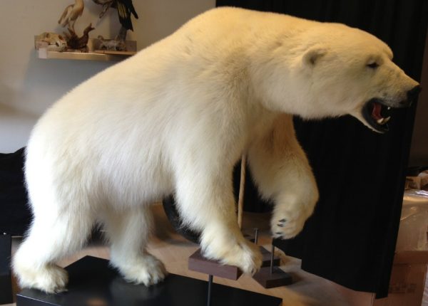 Full mount polar bear.
