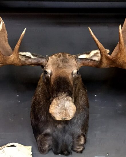 giant-hunting-trophy-of-a-canadian-yukon-moose-878010-en-max