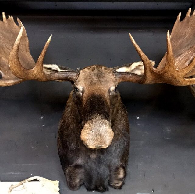 giant-hunting-trophy-of-a-canadian-yukon-moose-878010-en-max