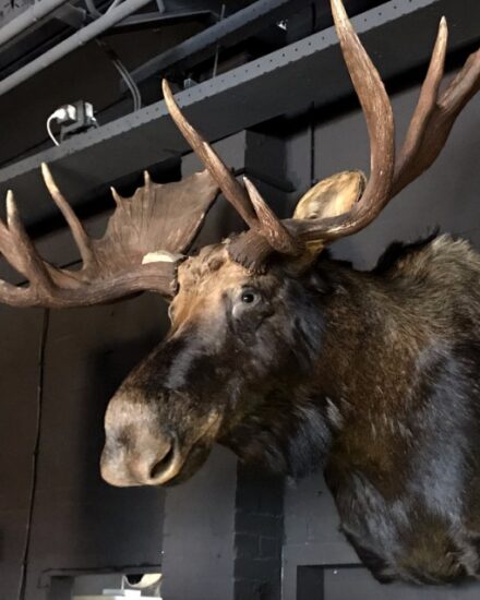 giant-hunting-trophy-of-a-canadian-yukon-moose-878027-en-max