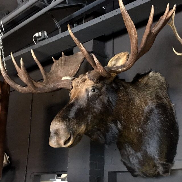 giant-hunting-trophy-of-a-canadian-yukon-moose-878027-en-max