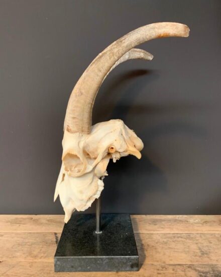 goat-skull-on-base-2054775-en-max