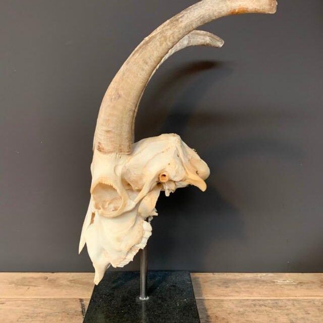 goat-skull-on-base-2054775-en-max