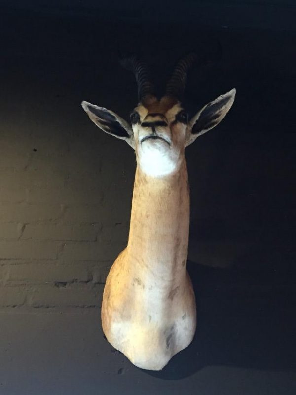 Grand Gazelle Kopf