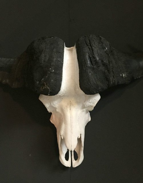 Heavy skull of a Cape buffalo.