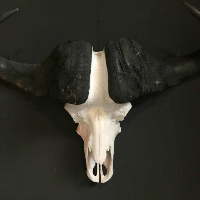 heavy-skull-of-a-cape-buffalo-378732-en-max