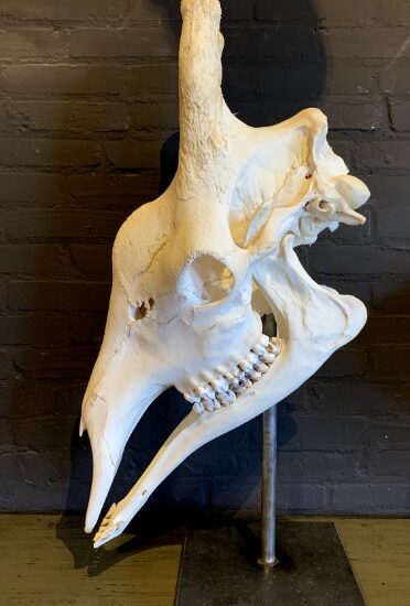 huge-complete-skull-of-a-giraffe-1707831-en-max