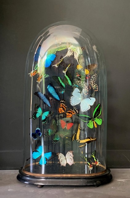 Riesiges Glas voller bunter Schmetterlinge