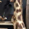 Gigantische schoudermontage van een giraffe.