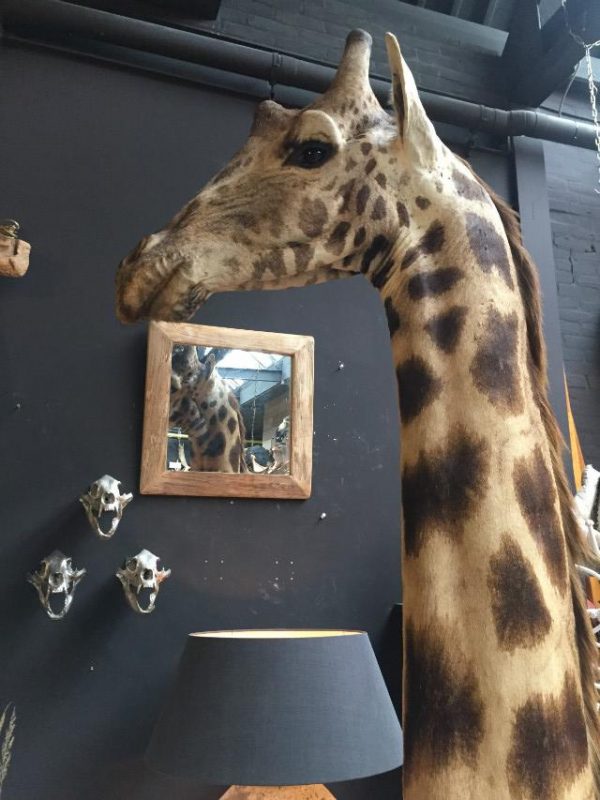 Gigantische schoudermontage van een giraffe.