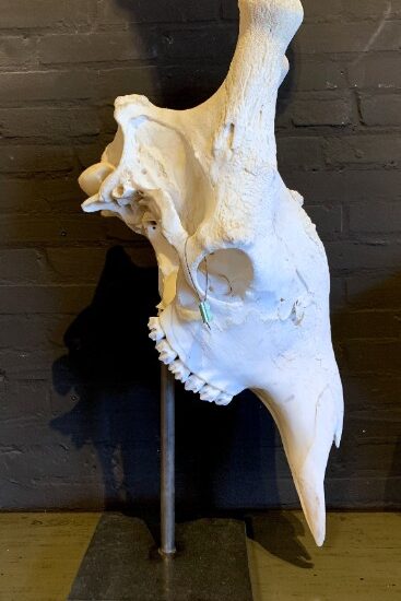 huge-skull-of-a-giraffe-1707851-en-max