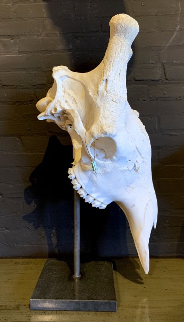 Huge skull of a giraffe