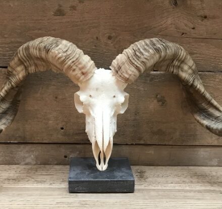 huge-skulls-of-tibetan-rams-976120-en-max