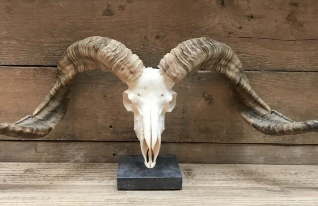 huge-skulls-of-tibetan-rams-976120-en-max