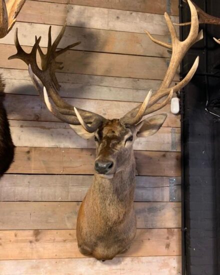 hunting-trophy-of-a-huge-red-deer-1958809-en-max