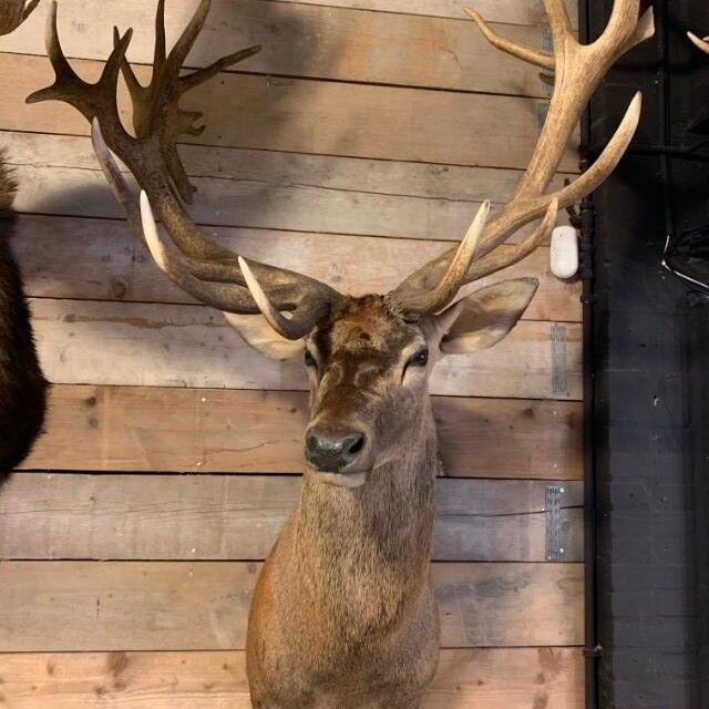 hunting-trophy-of-a-huge-red-deer-1958809-en-max