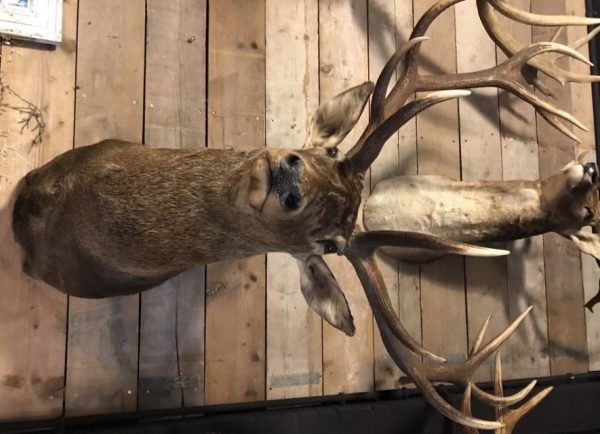 Hunting trophy of a impressive deer