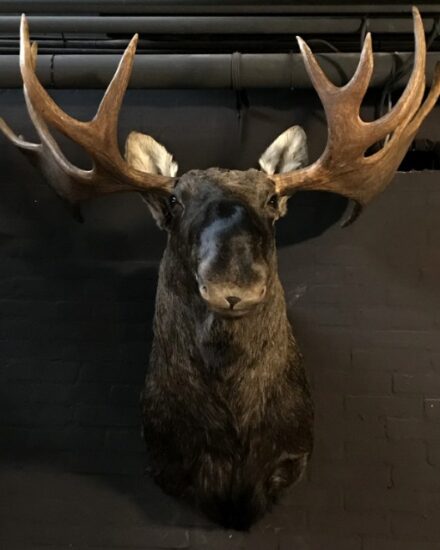 hunting-trophy-of-a-scandinavian-moose-999778-en-max