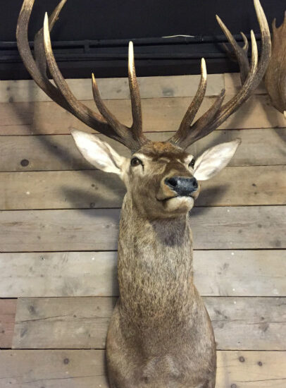 hunting-trophy-of-a-very-large-red-deer-510307-en-max