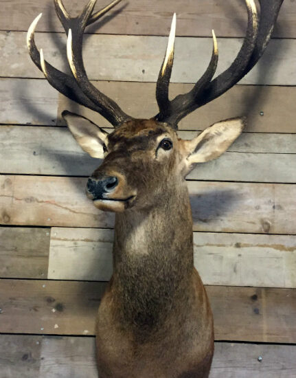 hunting-trophy-of-a-very-large-red-deer-510312-en-max