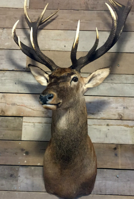 Hunting Trophy of a very large red deer