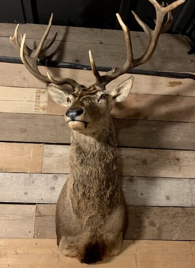 hunting-trophy-of-a-very-large-red-stag-1921887-en-max