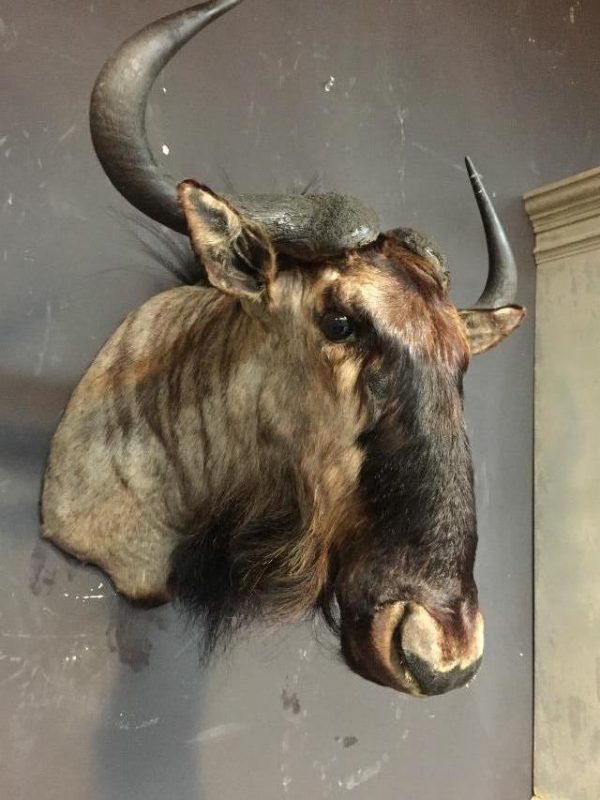 Hunting trophy of blue a wildebeest
