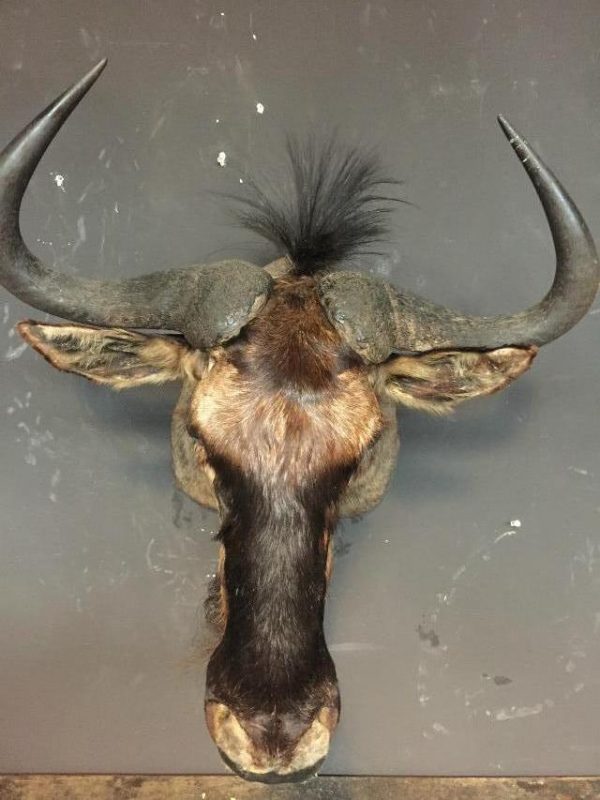 Hunting trophy of blue a wildebeest
