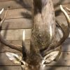 Imposing head of a red stag (uneven 26-pointer).