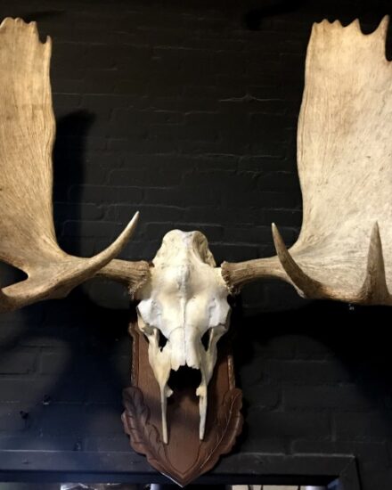 imposing-pair-of-antlers-from-a-canadian-moose-1224986-en-max