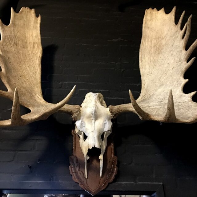 imposing-pair-of-antlers-from-a-canadian-moose-1224986-en-max