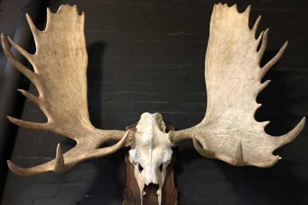 Imposing pair of antlers from a Canadian moose