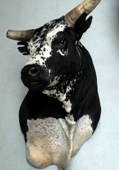 imposing-stuffed-head-and-nguni-bull-377224-en-max