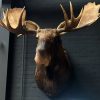 Imposante ausgestopfter Kopf eines kanadischen Elch