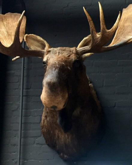 imposing-stuffed-head-of-a-canadian-moose-536768-en-max