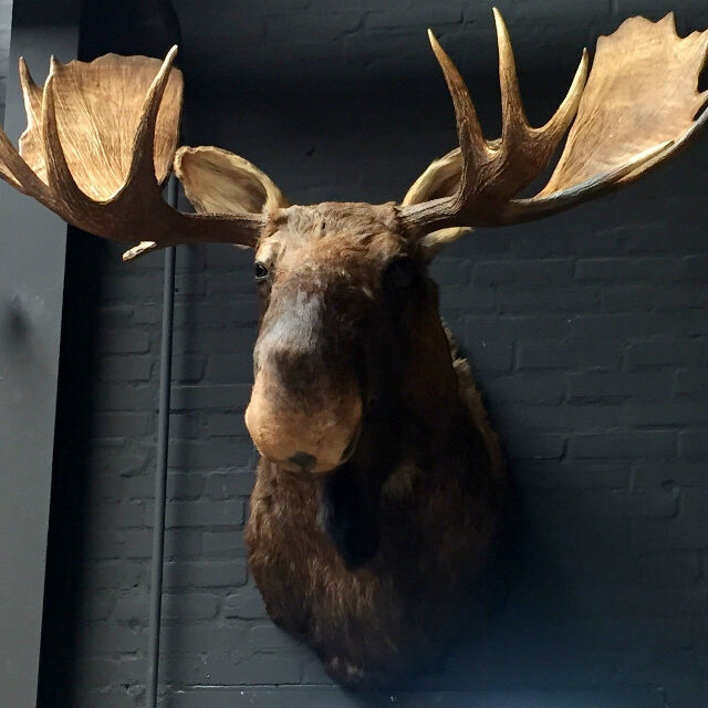 imposing-stuffed-head-of-a-canadian-moose-536768-en-max