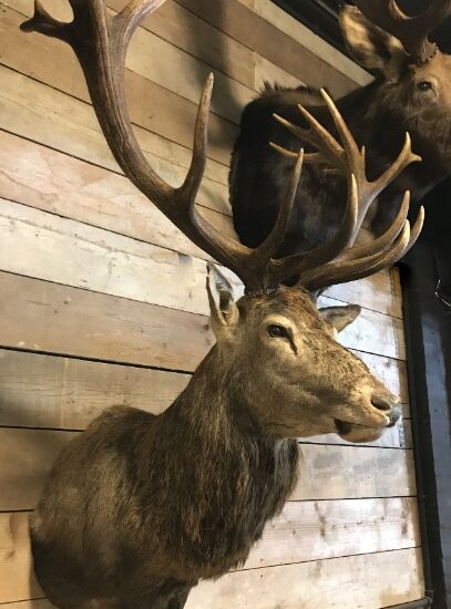 imposing-stuffed-head-of-a-capital-red-stag-with-a-giant-pair-of-antlers-1274819-en-max