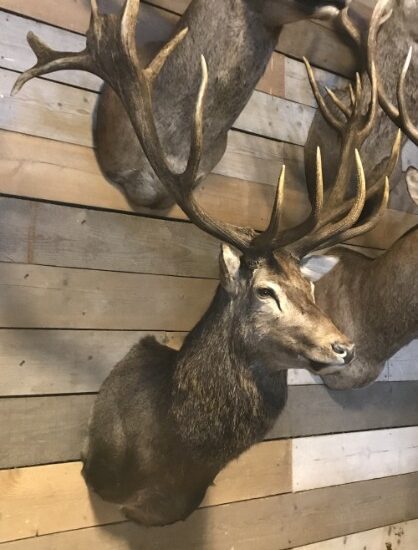 imposing-stuffed-head-of-a-capital-red-stag-with-a-giant-pair-of-antlers-1274826-en-max