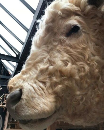 imposing-stuffed-head-of-a-charolais-bull-801201-en-max