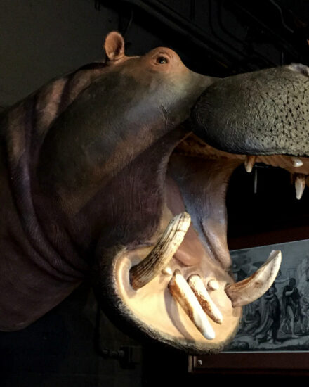 imposing-stuffed-head-of-a-hippopotamus-517269-en-max