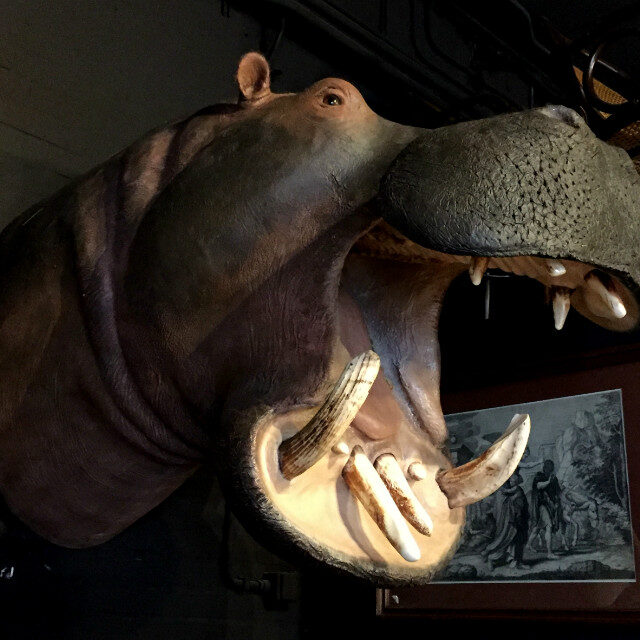 imposing-stuffed-head-of-a-hippopotamus-517269-en-max