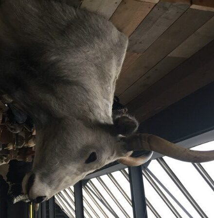 imposing-stuffed-head-of-a-hungarian-steppe-cattle-488060-en-max-rotated