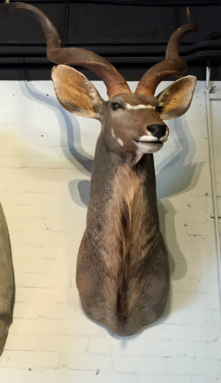 imposing-stuffed-head-of-a-kudu-529086-en-max