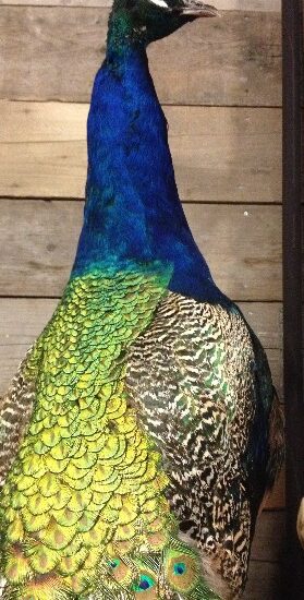 imposing-stuffed-peacock-377457-en-max